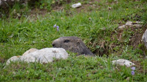 Marmotte des Alpes suisses 