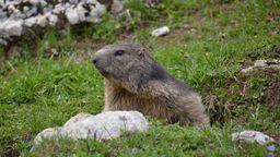 Marmotte aux aguets / Vanil Noir / Photos de Suisse