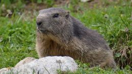 Gros plan sur une marmotte des Alpes / Swiss photos