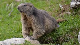 Marmotte des Préalpes fribourgeoises suisses / Swiss photos