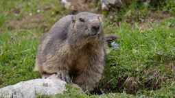 Marmotte des Alpes / Suisse