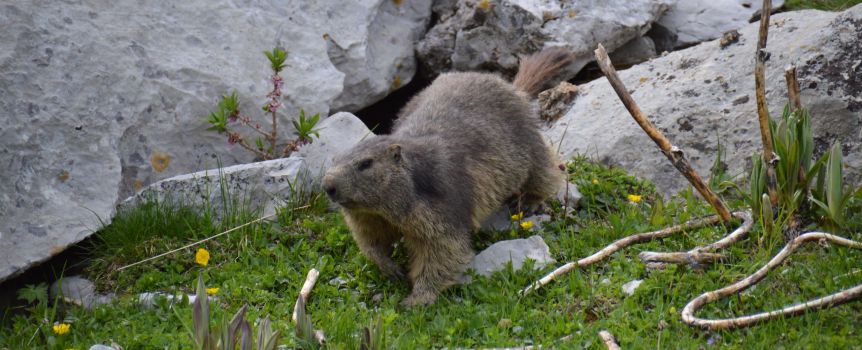 Marmotte près de son terrier dans la réserve du Vanil Noir / Suisse
