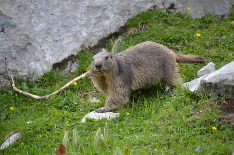 Marmotte du Vanil Noir / Suisse