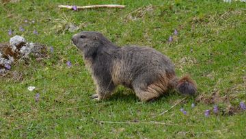 Marmotte des Alpes / Photos of Switzerland
