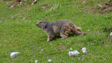 Marmotte des Préalpes fribourgeoises suisses 