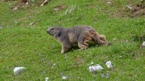 Marmotte des Préalpes fribourgeoises suisses 