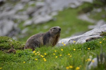 Marmottes des Alpes / Swiss photos