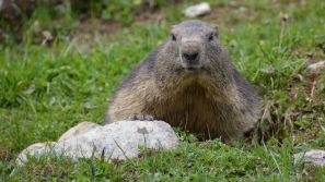 Marmotte des Alpes / Gros plan / Montagnes suisses