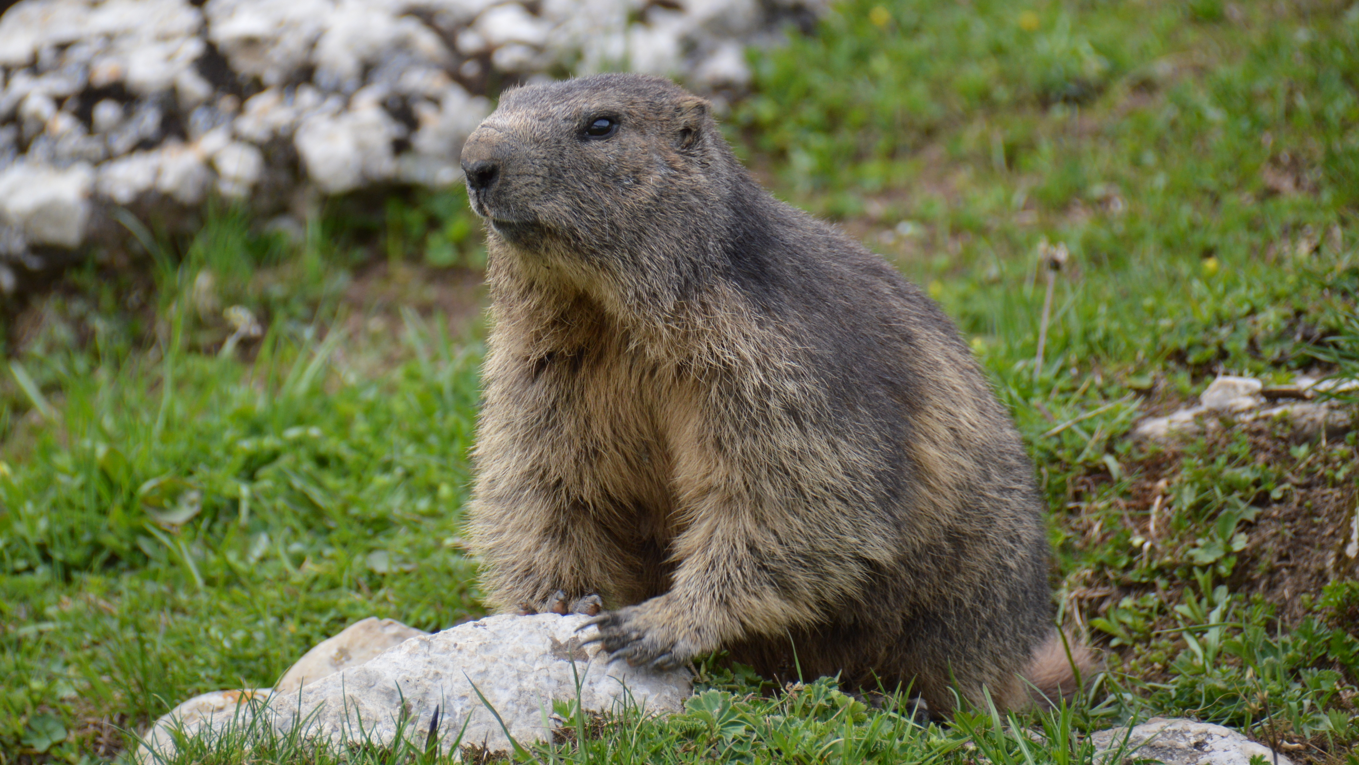 Marmotte des Préalpes suisses / Montagnes suisses / Swiss mountains
