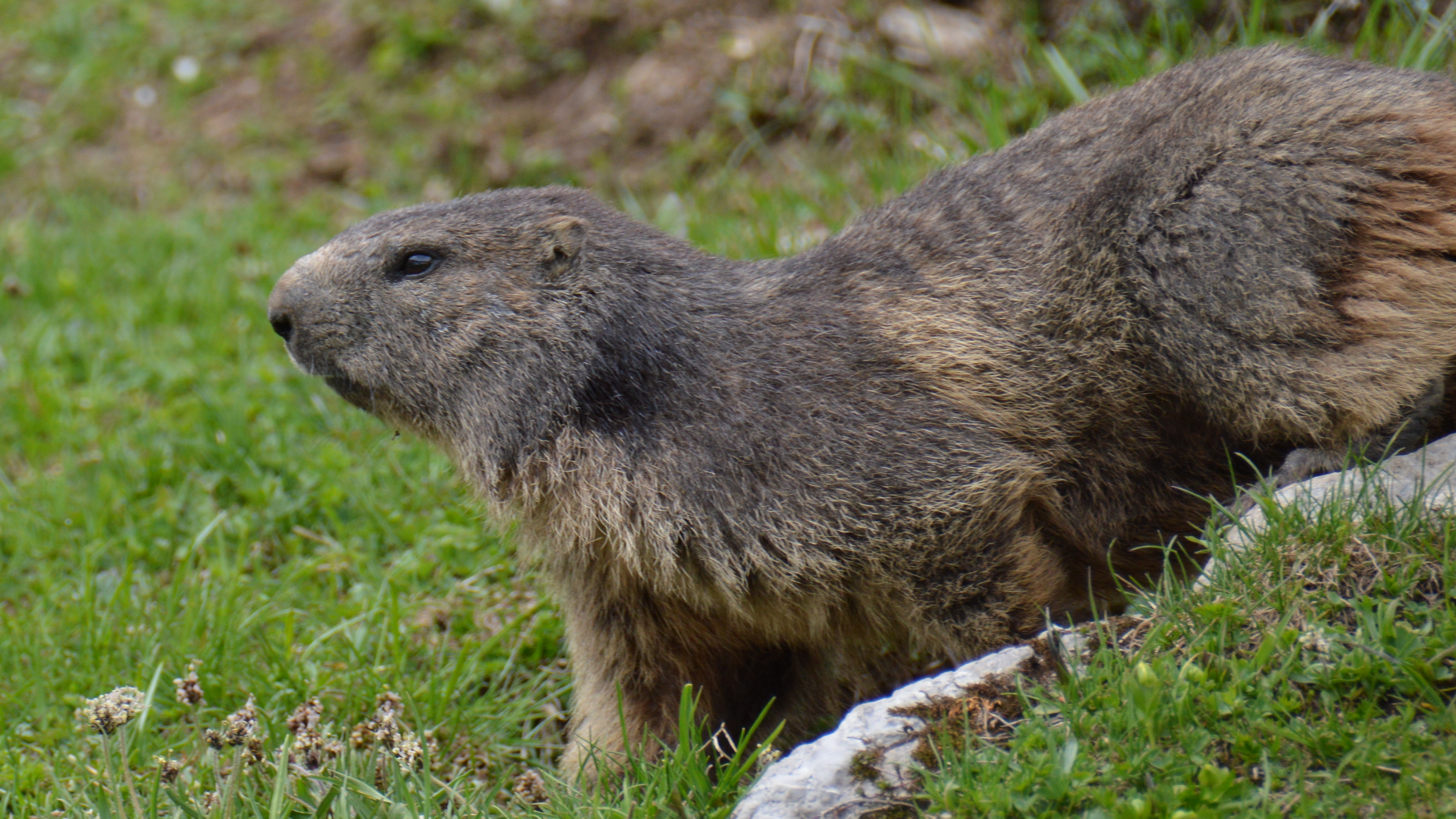 Marmotte / Switzerland