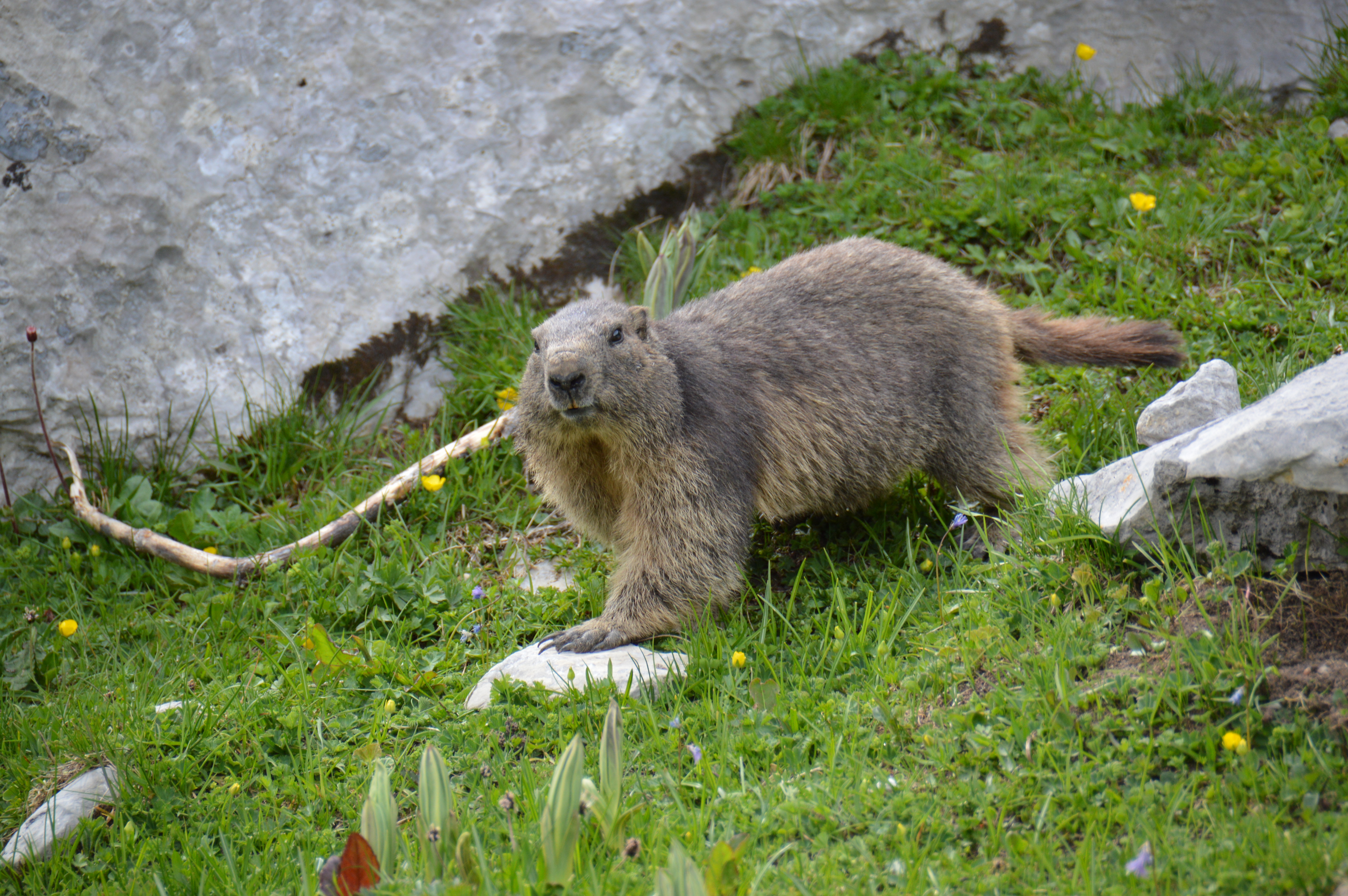Marmotte du Vanil Noir / Suisse