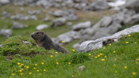 Couple de marmottes du Vanil Noir en Suisse