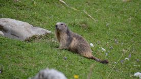 Marmotte de la réserve naturelle du Vanil Noir / Photos of Switzerland