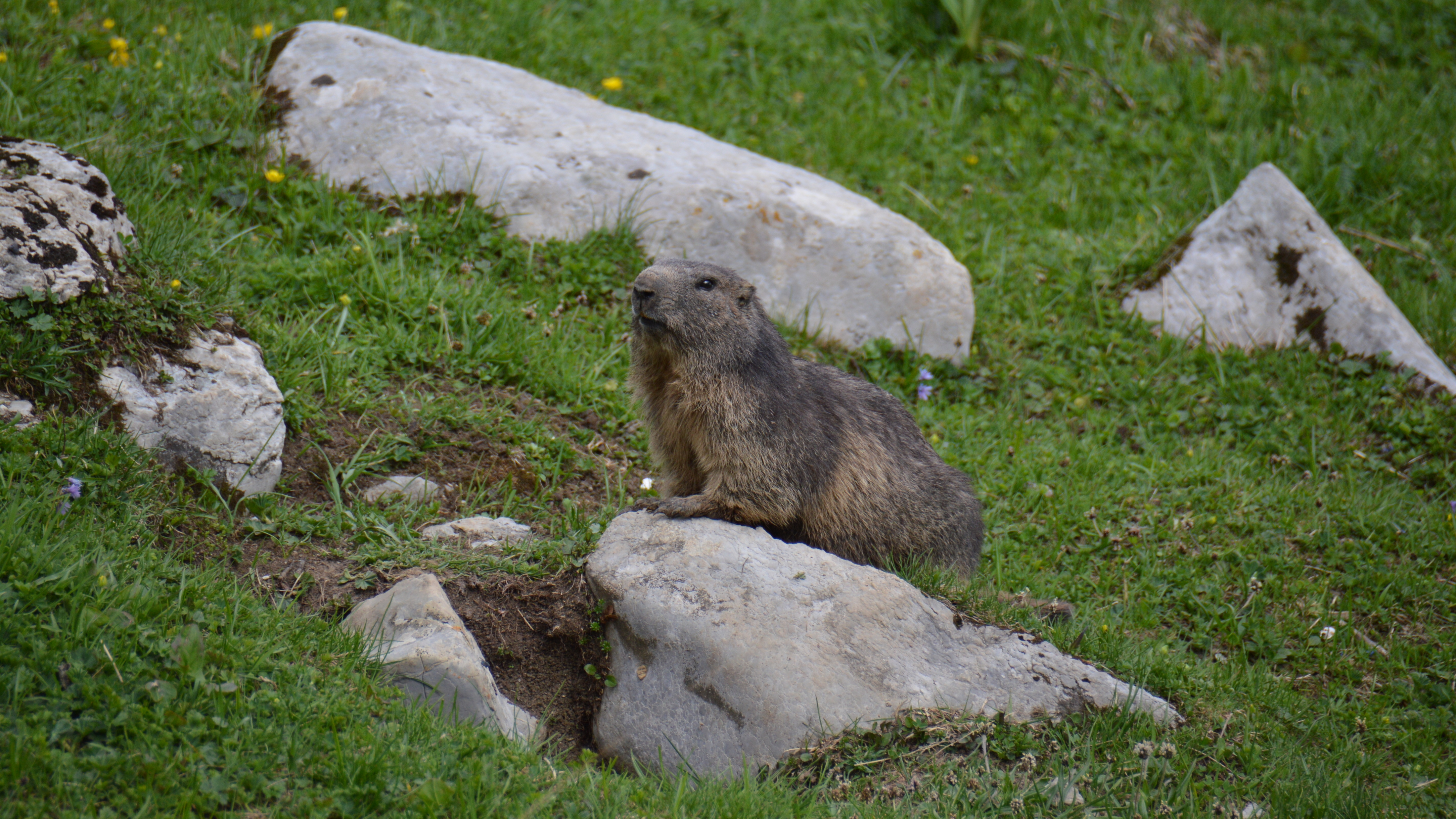 Marmotte / Vanil Noir / Montagnes suisses