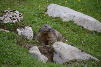 Marmotte / Swiss photos