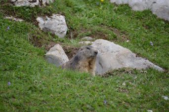 Marmotte / Photos de Suisse