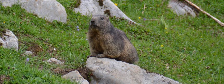 Marmotte aux aguets / Montagnes suisses / Photos of Switzerland