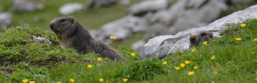 Couple de marmottes dans les Préalpes fribourgeoises suisses