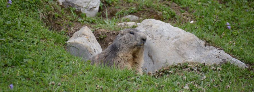 Marmotte des Alpes en Suisse / Montagnes suisses / Swiss photos