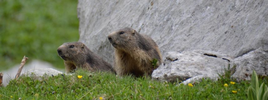 Marmottes des Alpes / Montagnes suisses / Swiss photos