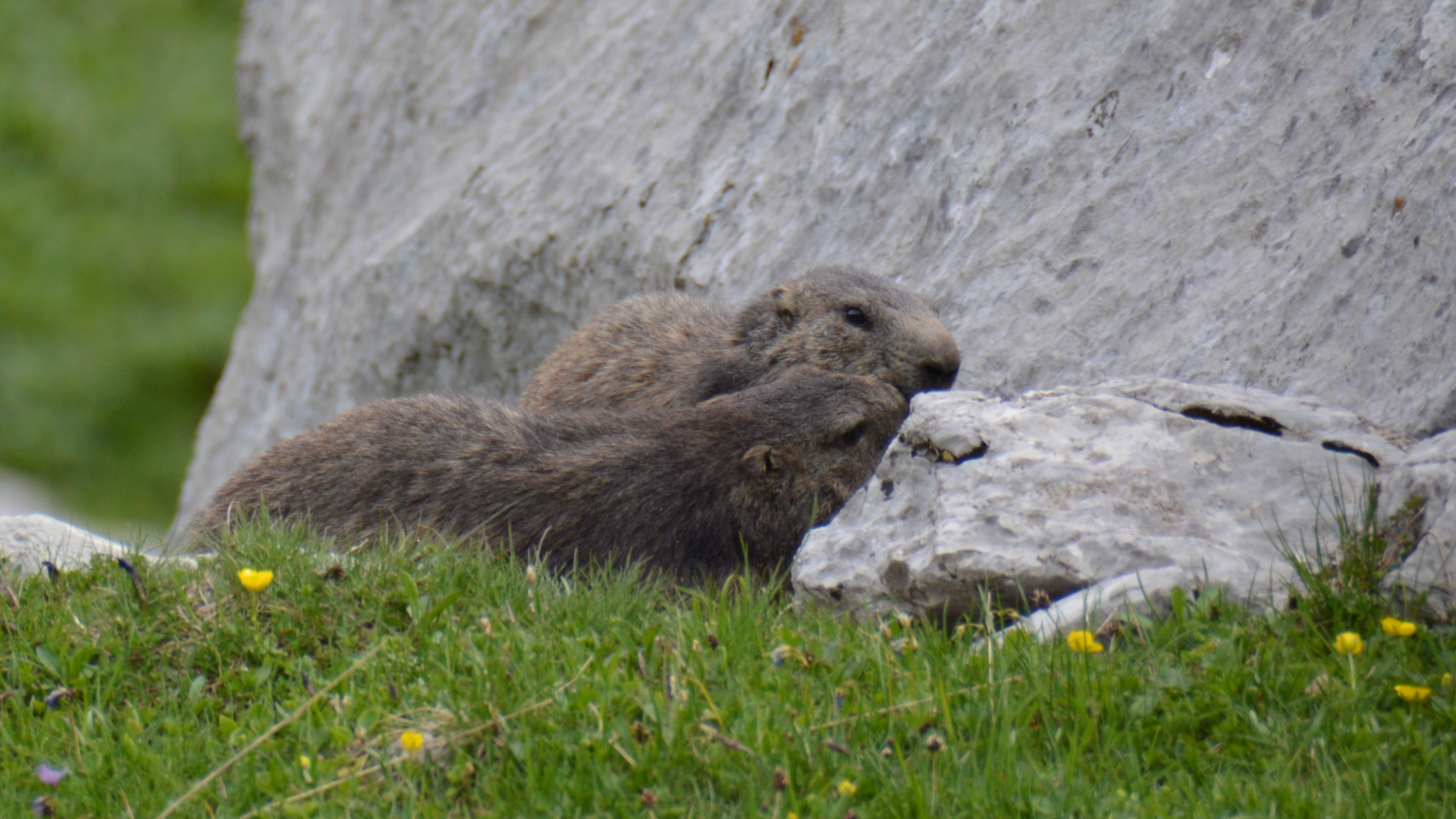 Couple de marmottes / Préalpes fribourgeoises / Suisse