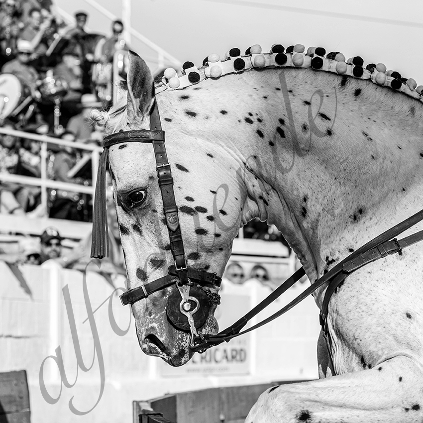 20210717 mejanes alfaduende 0011