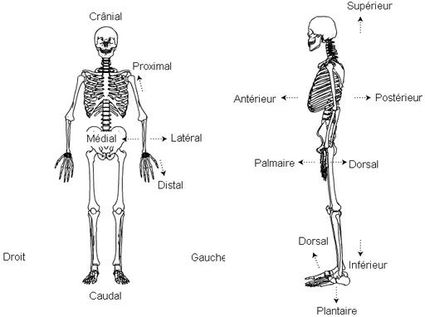 Standard anatomical position anatomical terms of location en medical512