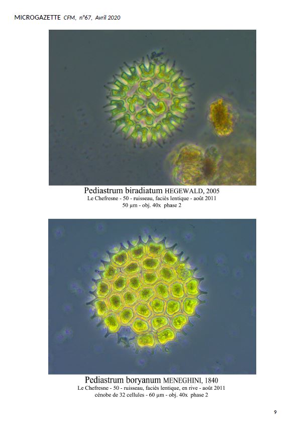 Microgazette no67 p9 