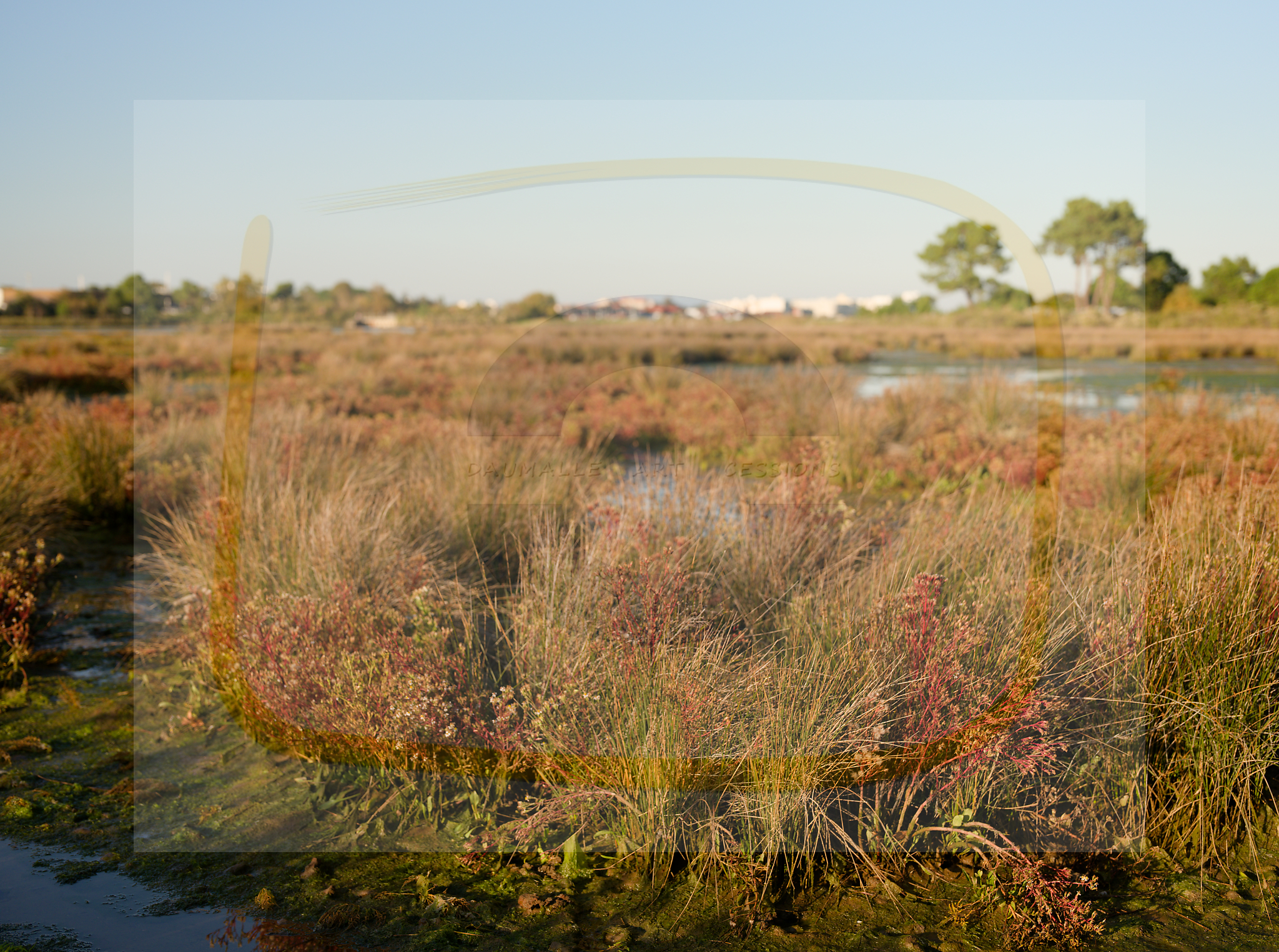 8 dscf5584 dxo 19112025 1