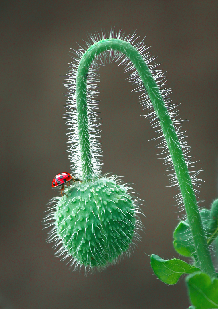 La coccinelle