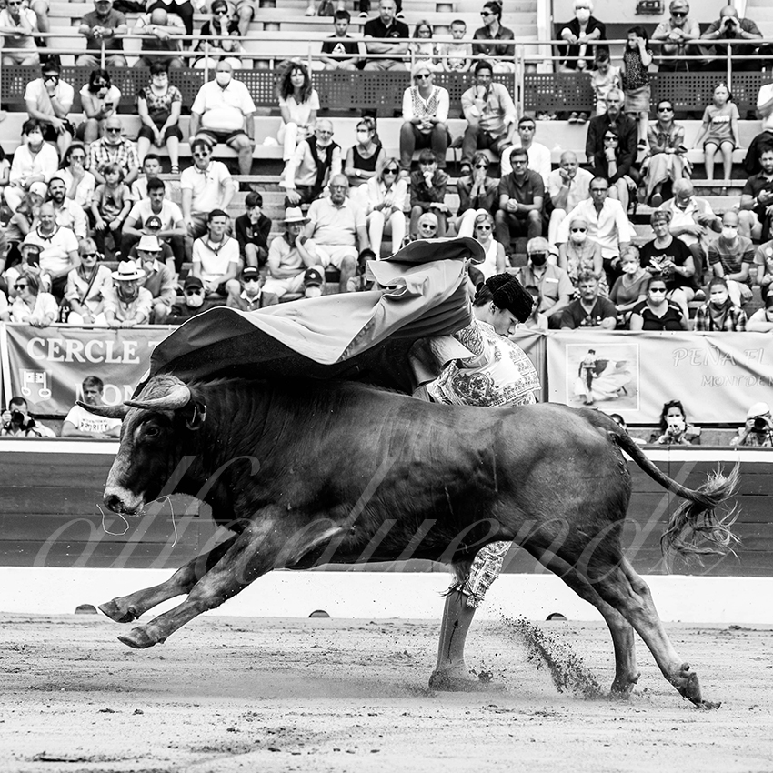 20210725 manana mt de marsan alfaduende 010