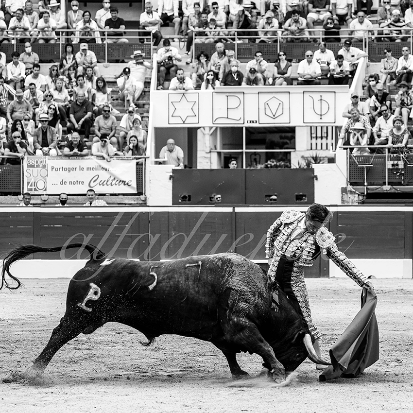 20210724 manana mt de marsan alfaduende 005