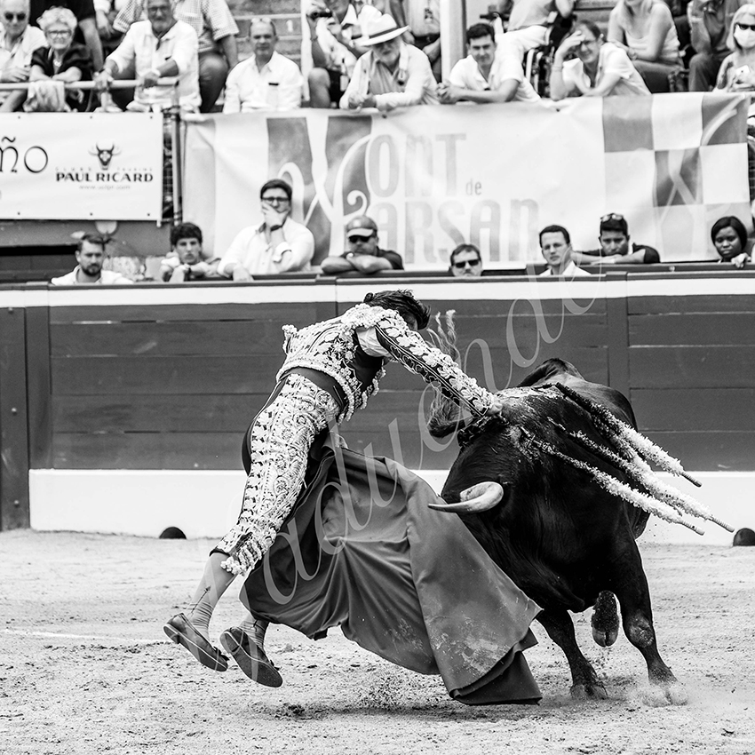 20210724 manana mt de marsan alfaduende 010