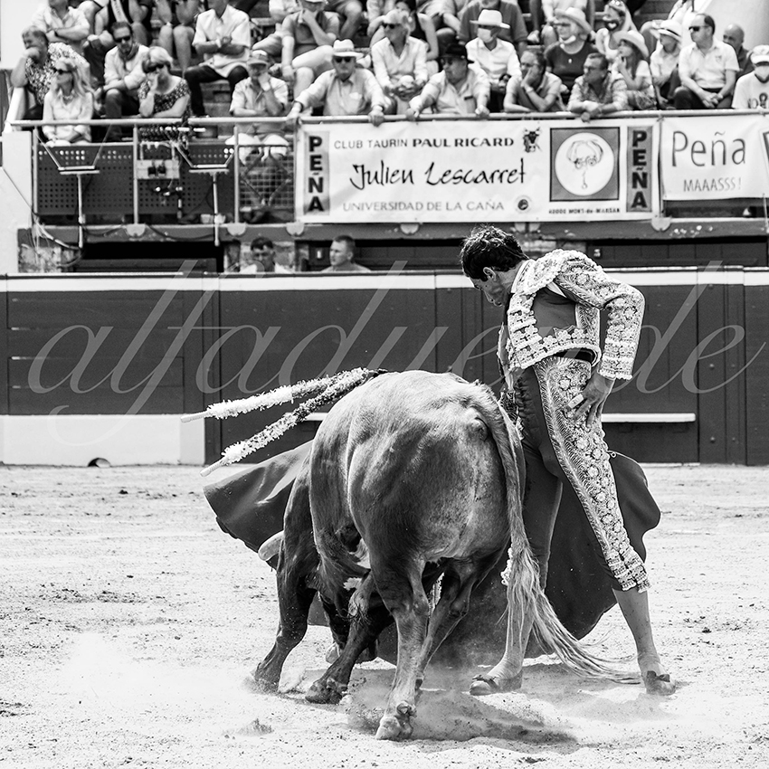 20210724 manana mt de marsan alfaduende 011