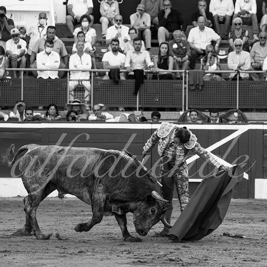 20210724 tarde mt de marsan alfaduende 022