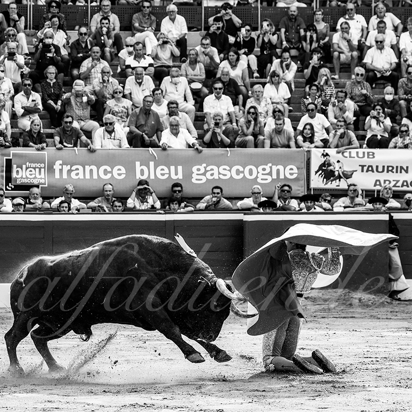 20210725 mt de marsan alfaduende 008 fd