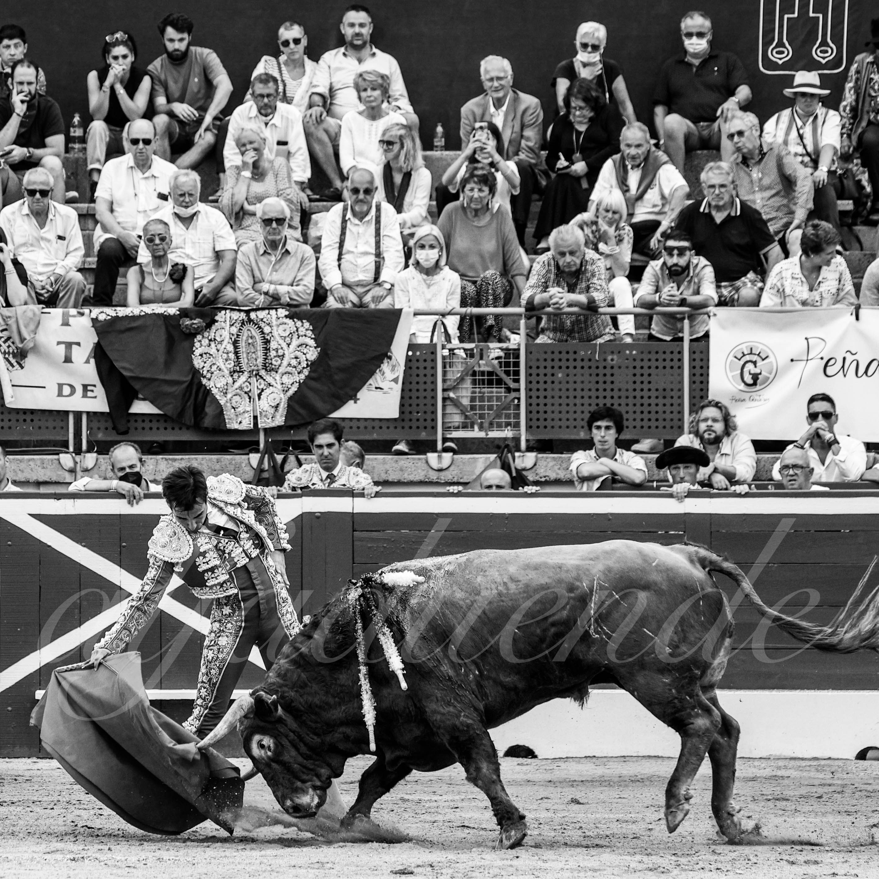 20210725 mt de marsan alfaduende 017 fd