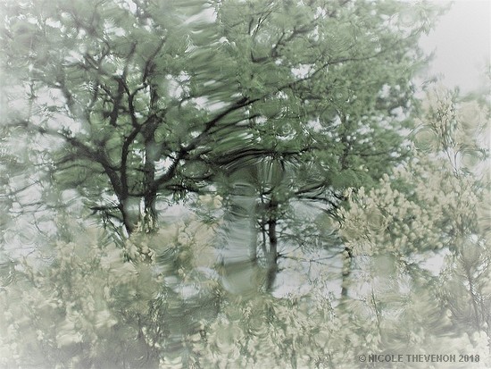 Pluie 2009 25 al2