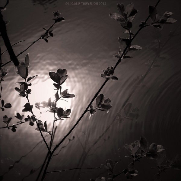 Soleil dans l eau noire 2018 80 