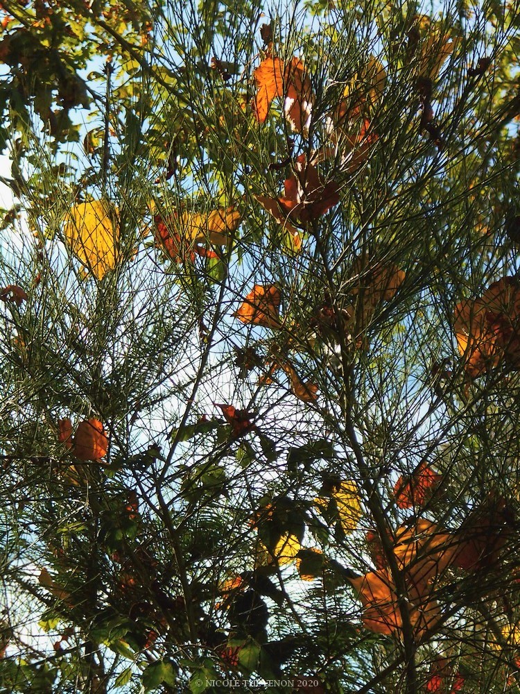 Automne en suspens