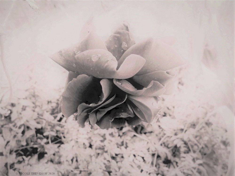 La rose dechue 3 a