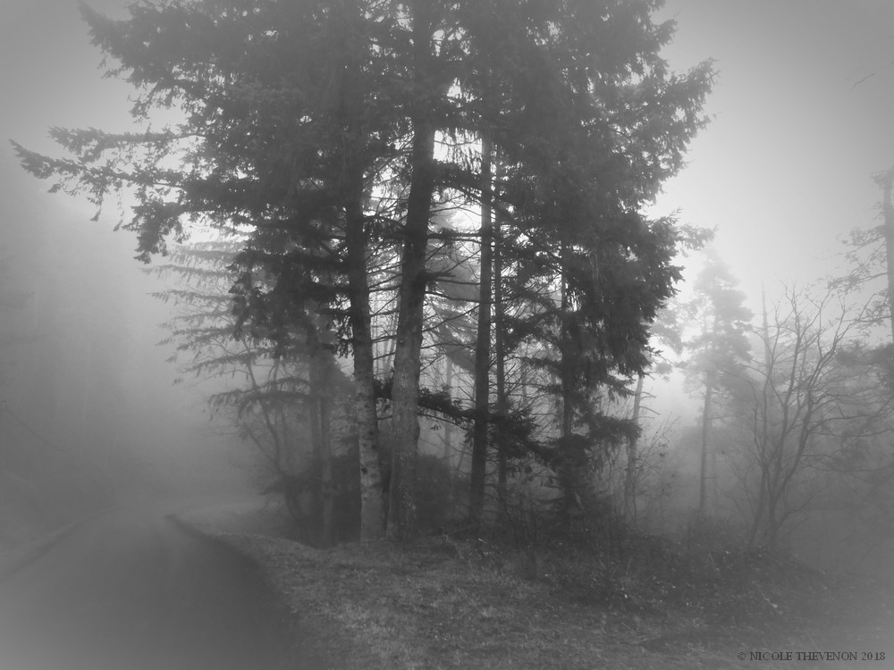 Brume paysage arbres silhouhette 2018 46 