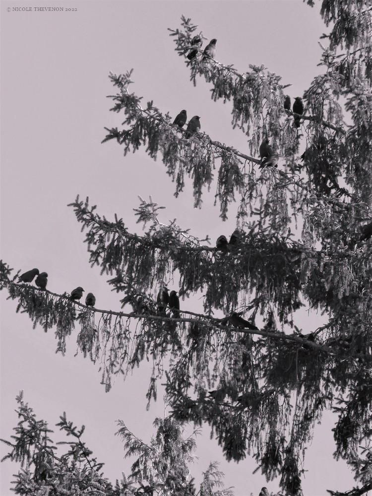 Les corbeaux vont toujours par deux