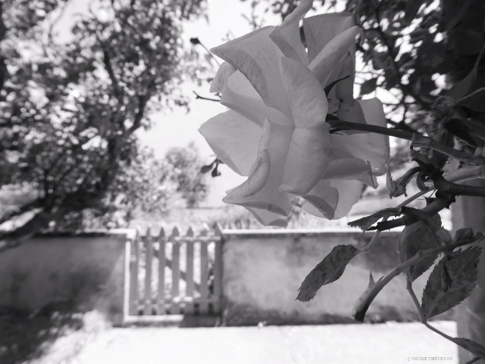 La rose de passage a