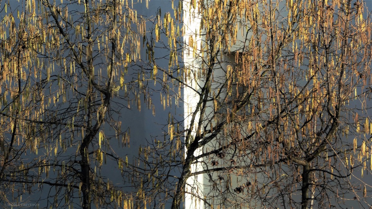 2 tableaux noisettiers couleur 2021 22 a