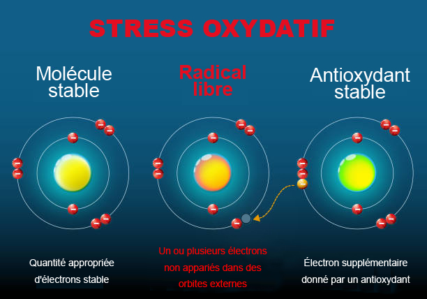 1 stress oxydatif radicaux libres carre