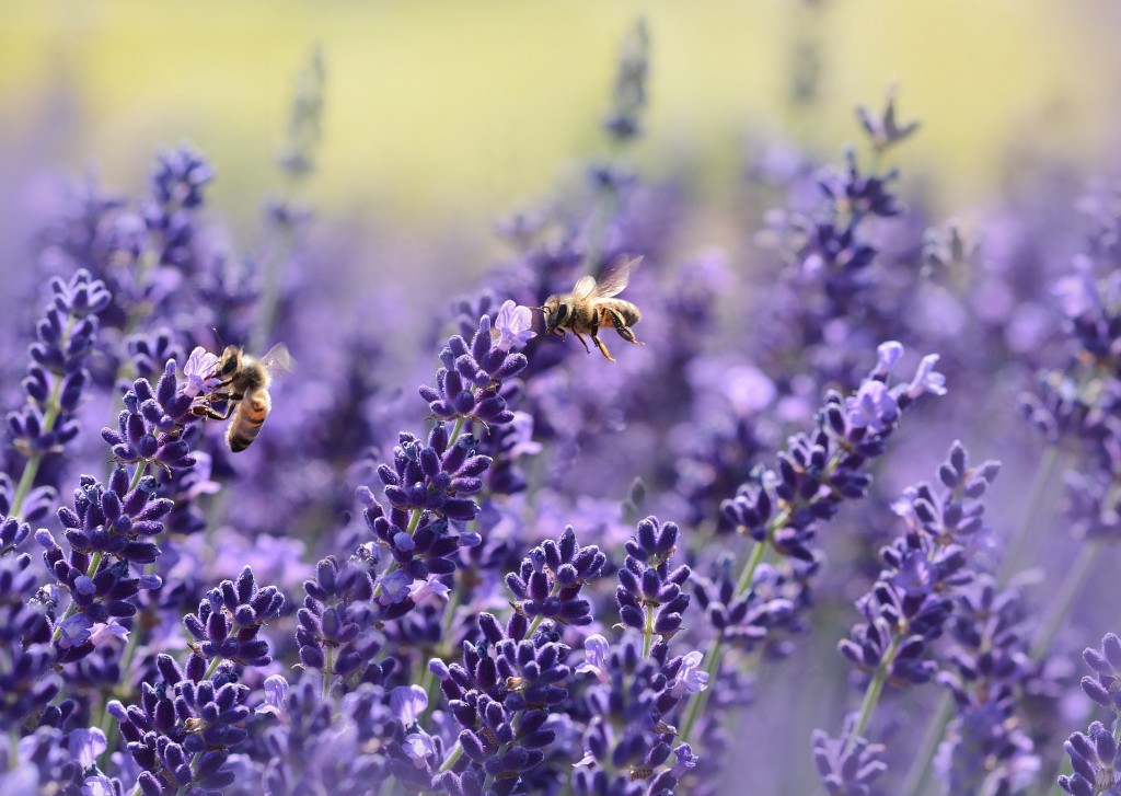 Bhramari Pranayama, la respiration de l'abeille