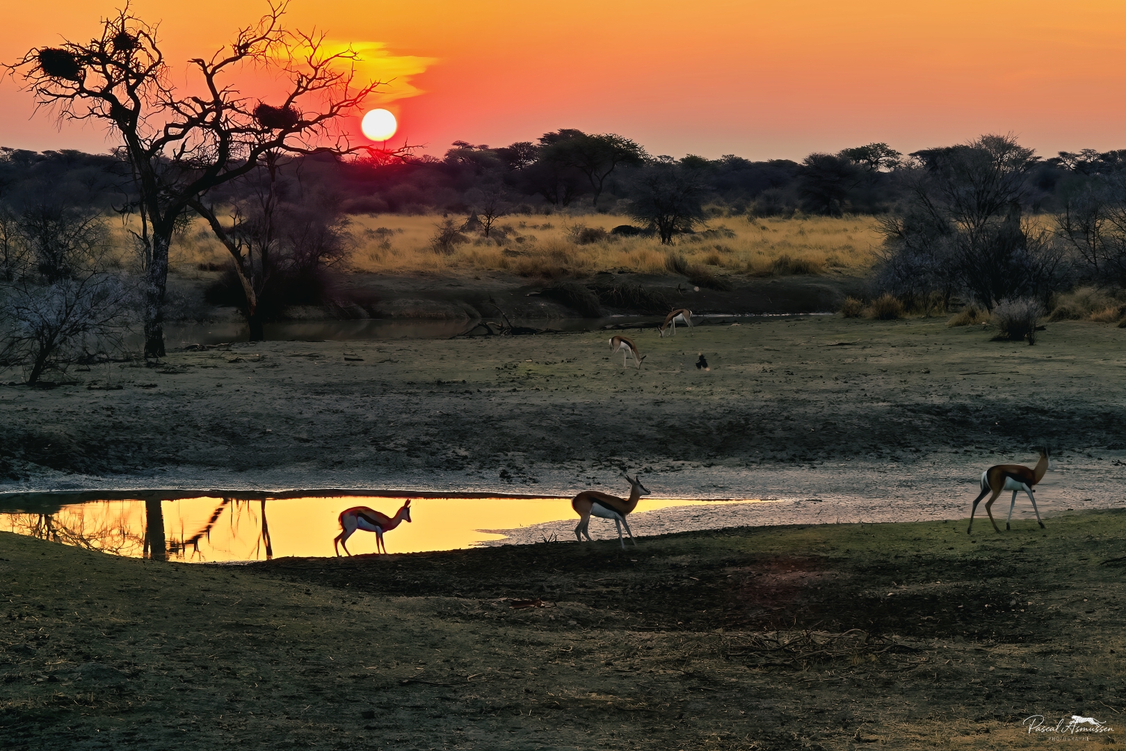 Coucher soleil okonjima namibie grande 