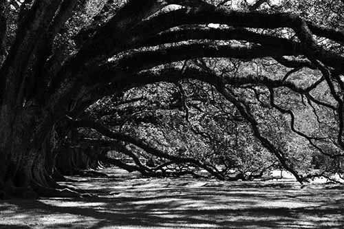 New Orleans Oak Alley Plantation