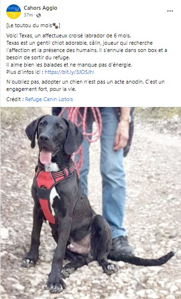 2022.03.30 Texas le toutou de mars